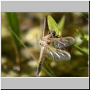 Libellula quadrimcatulata - Vierflecklibelle 10b - Geburt.jpg